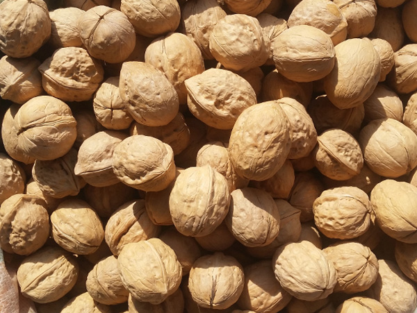 inshell walnuts