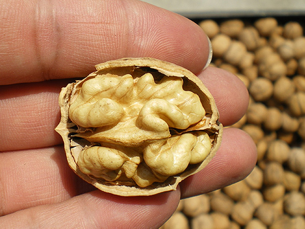 inshell walnuts