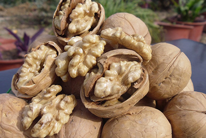 walnut kernel shell